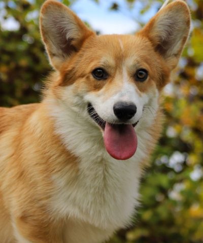 welsh corgi pembroke