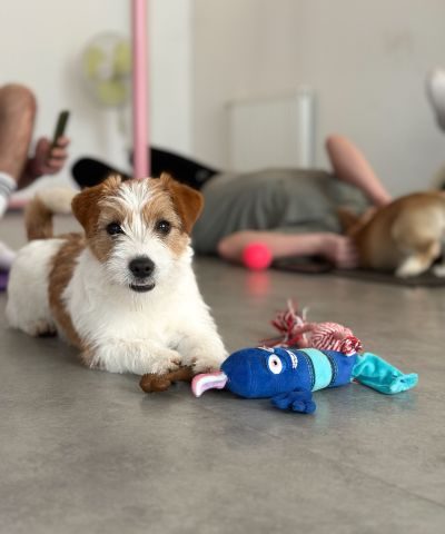 Projekt bez nazwy (9)