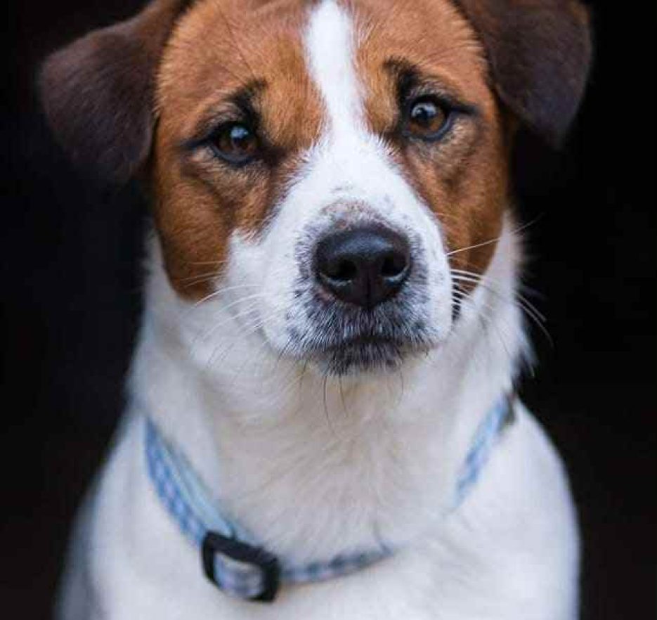 jack russell terrier gładkowłosy